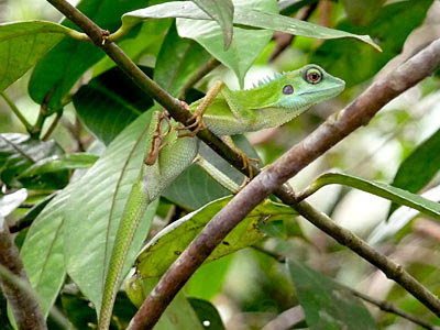 Green-crested lizard (Bronchocela cristatella)