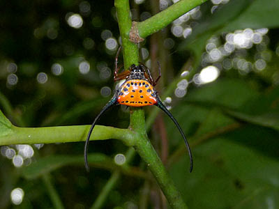 Long-spined spider (Macracantha arcuata)