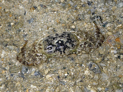 Sentinel Crabs (Macrophthalmus sp.)