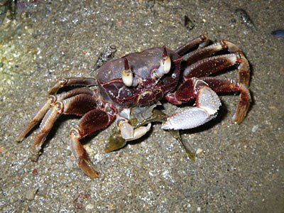 Horned Ghost Crab (Ocypode ceratophthalma)