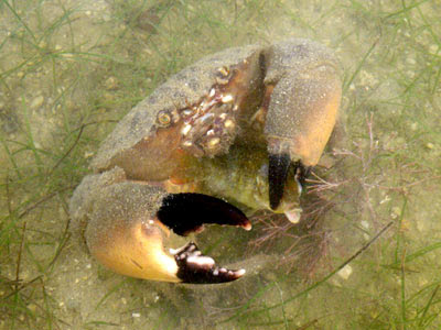 Thunder Crab (Myomenippe hardwickii)