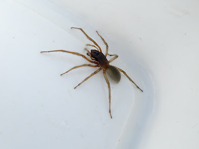 Marine Spider (Desis martensi)