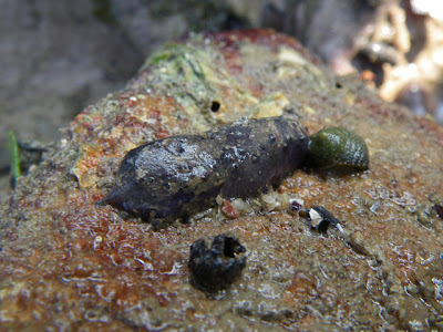 Small purple sea cucumber