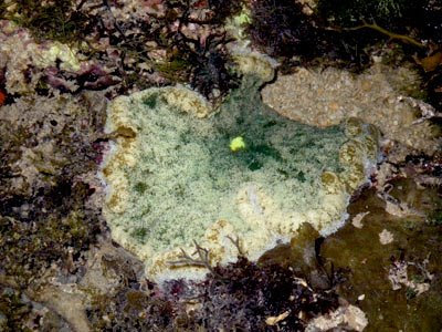 Adhesive Sea Anemone (Cryptodendrum adhaesivum)