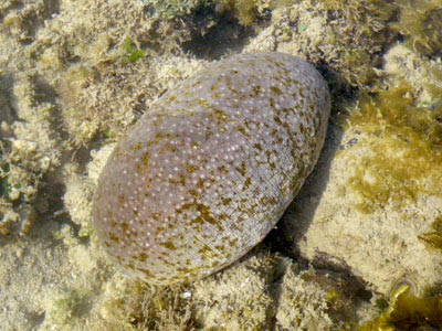 Stonefish Sea Cucumber (Actinopyga lecanora)