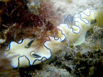 Black Margined Glossodoris Nudibranch (Glossodoris atromarginata)