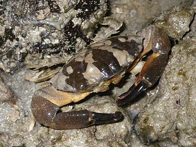 Spooner Crab (probably Leptodius sp.)