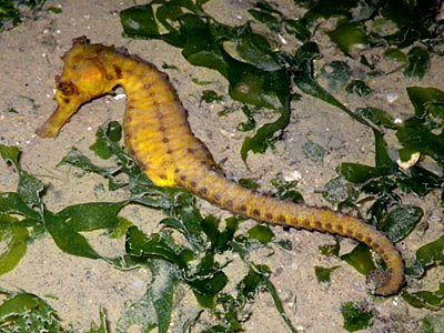 Spotted seahorse (Hippocampus kuda)