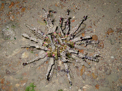 Pencil sea urchin (Prionocidaris sp.)