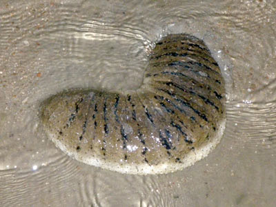 Sandfish sea cucumber (Holothuria scabra)