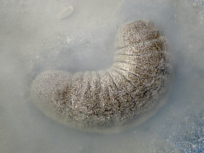 Sandfish Sea Cucumber (Holothuria scabra)