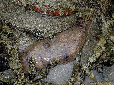 Pinkish-brown Sea Cucumber