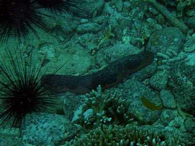 Pinkfish Sea Cucumber (Holothuria edulis)