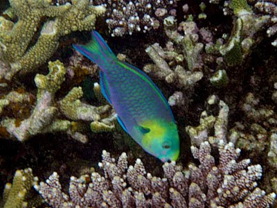 Greensnout Parrotfish (Scarus spinus)