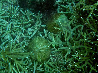 Mushroom corals (Fungia sp.)