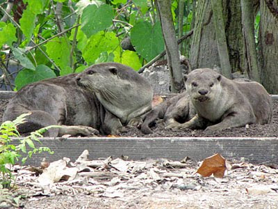 Smooth Otters (Lutrogale perspicillata)