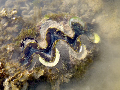 Fluted Giant Clam (Tridacna squamosa)