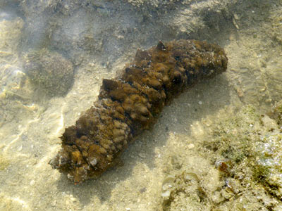 Dragonfish Sea Cucumber (Stichopus horrens)