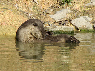 Smooth Otter (Lutrogale perspicillata)