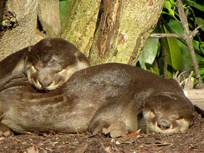 Smooth Otters (Lutrogale perspicillata)