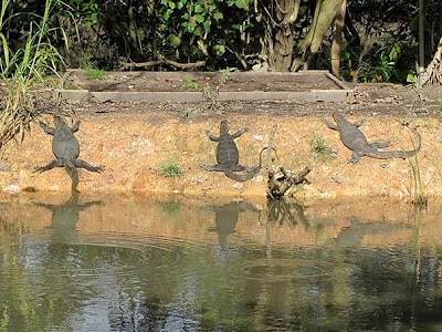 Malayan Water Monitor Lizards (Varanus salvator)