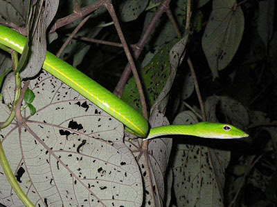 Oriental Whip Snake (Ahaetulla prasina)
