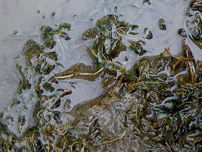 Beccari's seagrass (Halophila beccarii)