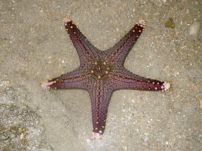 Sea Star (Pentaceraster mammilatus)