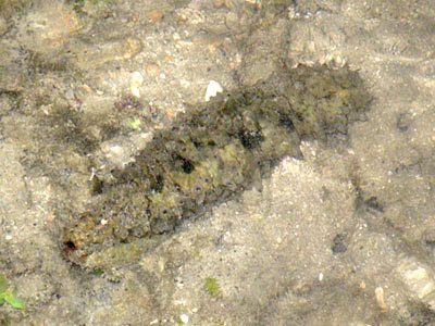 Dragonfish Sea Cucumber (Stichopus horrens)