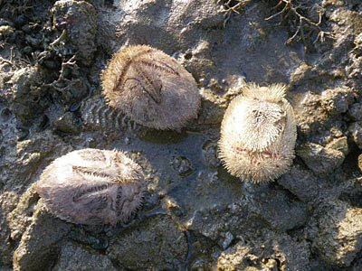 Dead Heart Urchins (probably Maretia ovata)