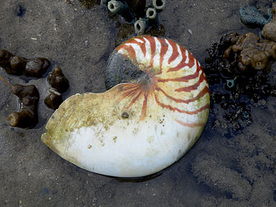 Nautilus shell (Nautilus sp.)