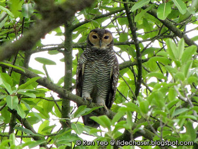 Spotted Wood-owl (Strix seloputo)