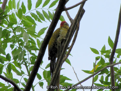 Laced Woodpecker (Picus vittatus)