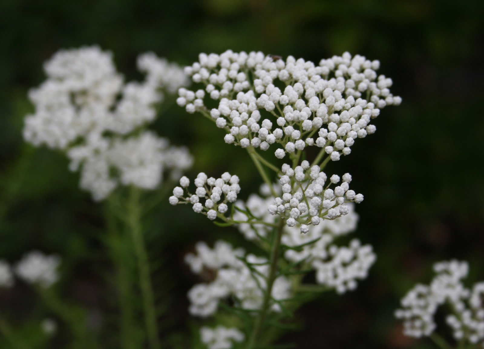 Rice flower plant care