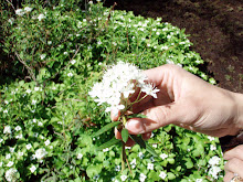 native: labrador tea (blossoms) with bunchberry in the background