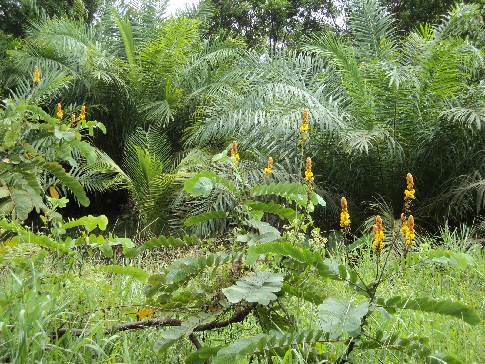 Laman Kambatik Plants list (3rd ed.) Cassia alata ( Seven golden