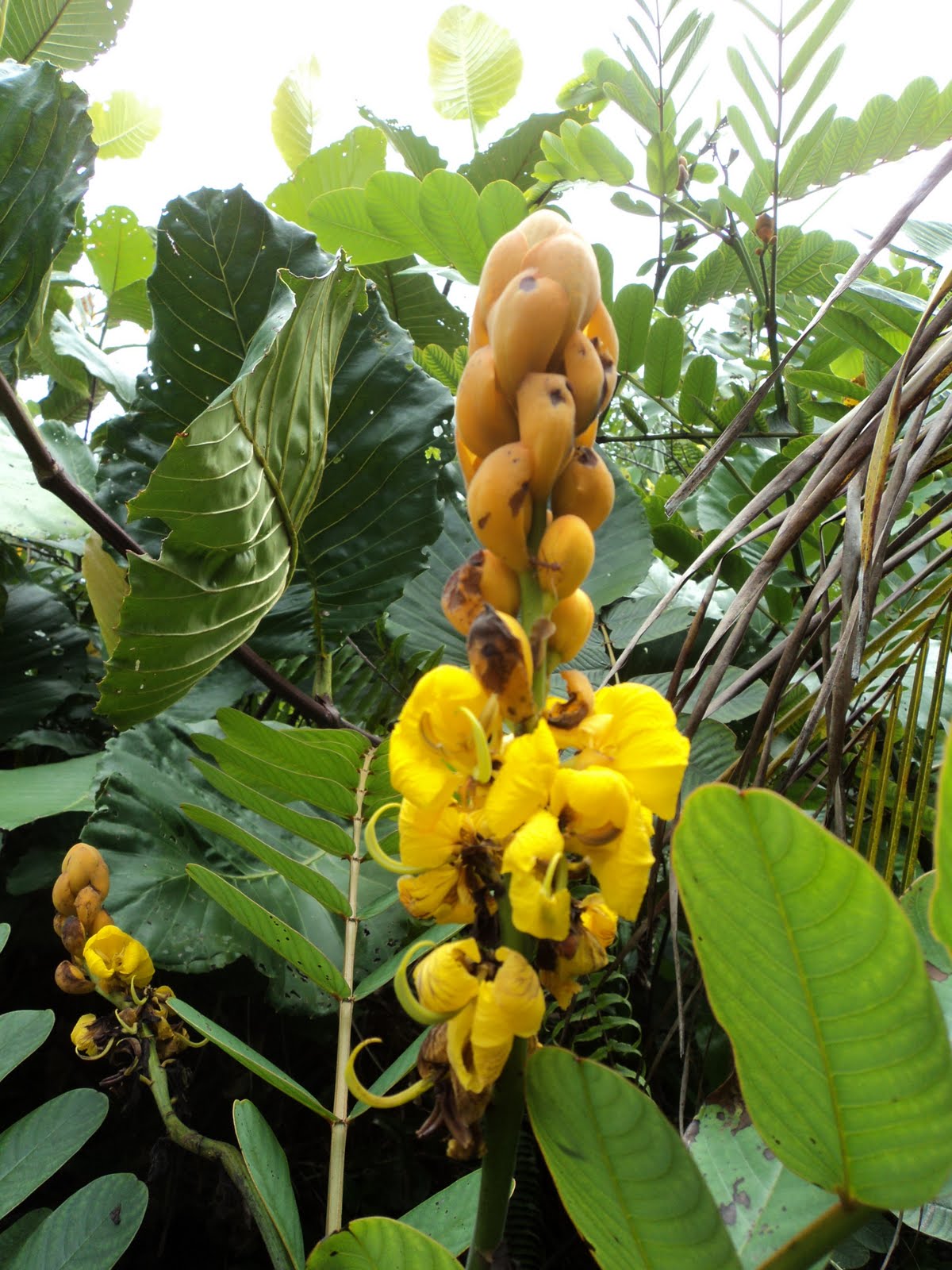 Laman Kambatik Plants list (3rd ed.) Cassia alata ( Seven golden