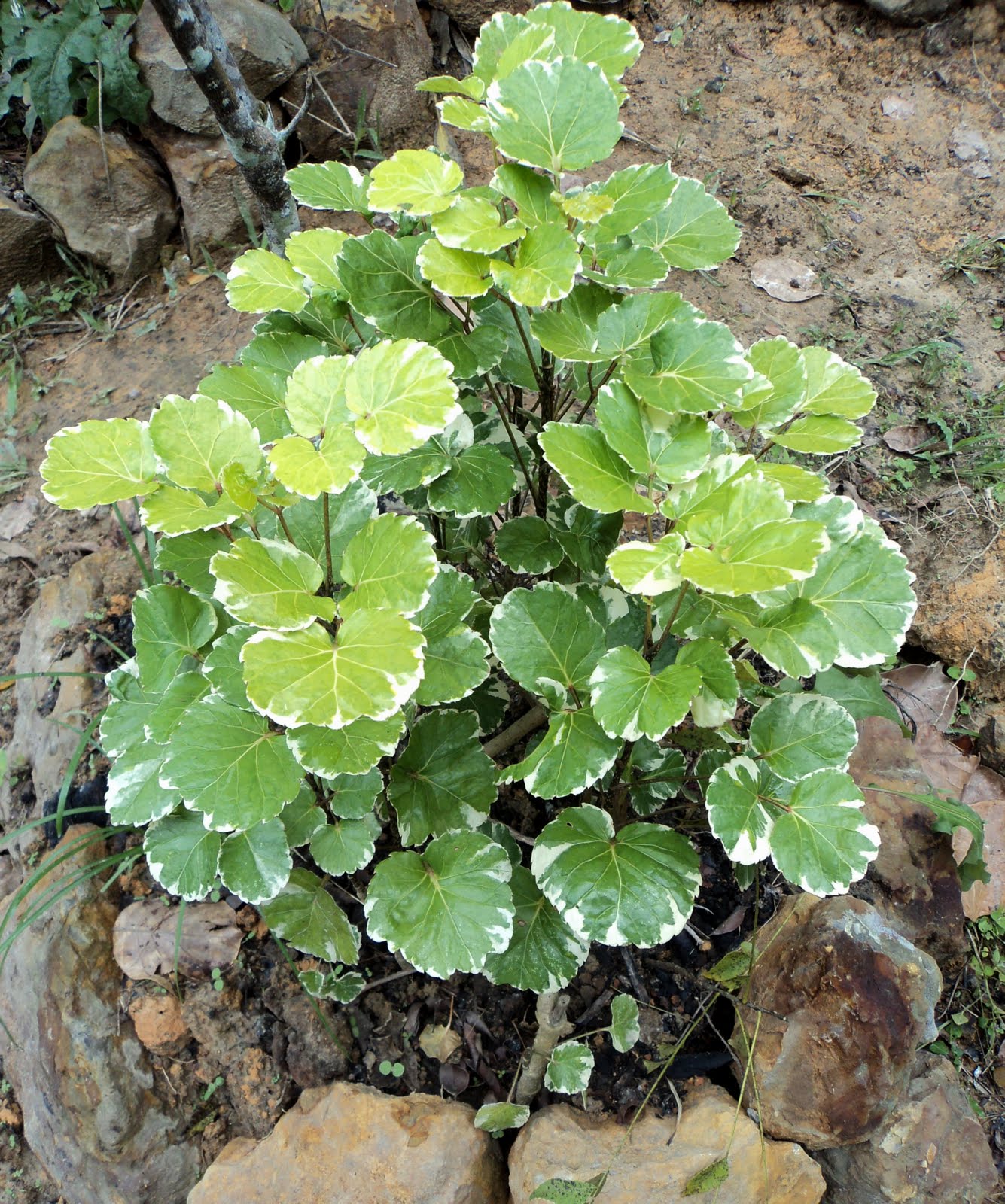 laman-kambatik-plants-list-3rd-ed-polyscias-balfouriana-marginata