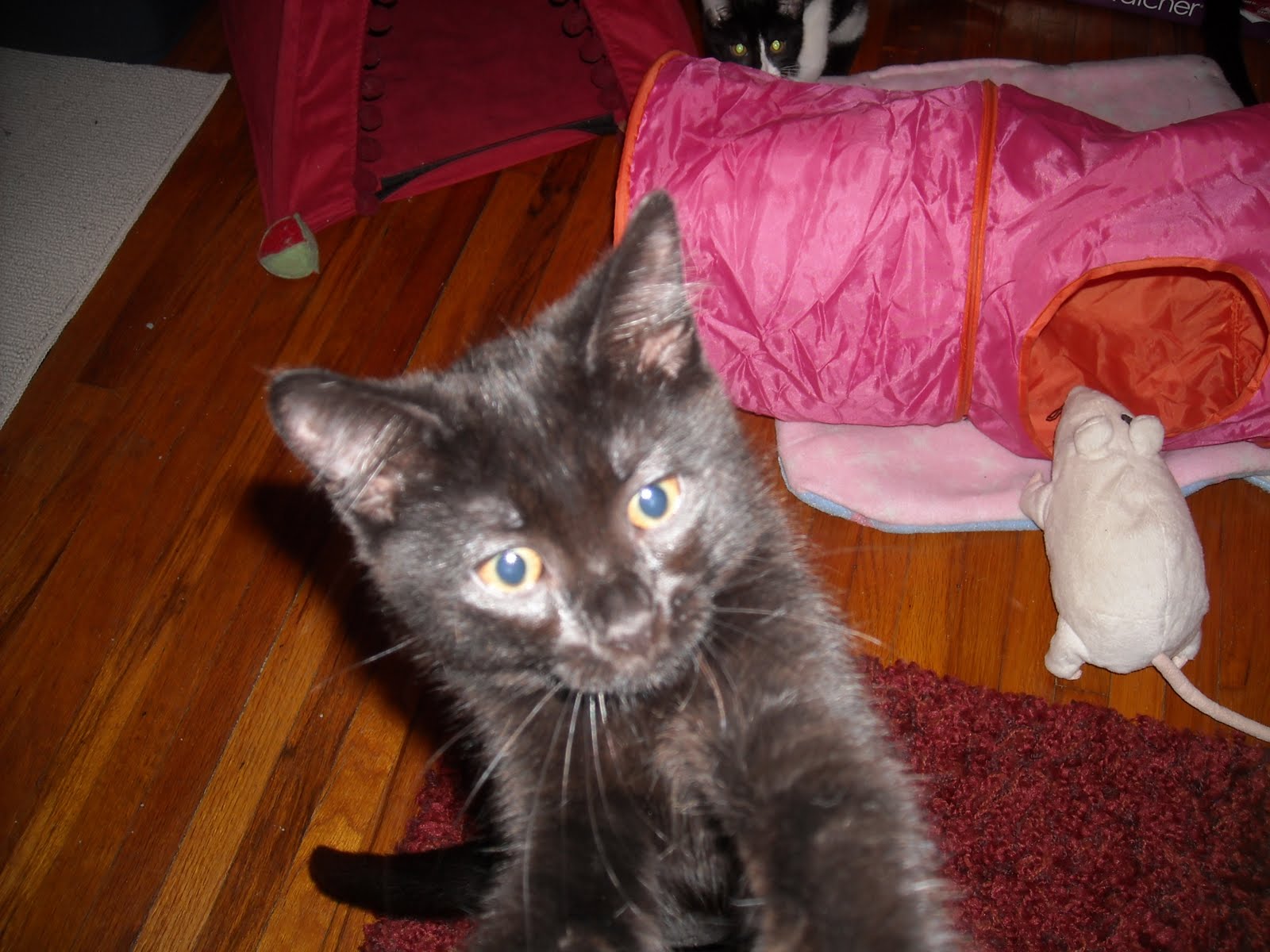 Feline Rescue Cat Tales PURR PURR PURR PURR PURR