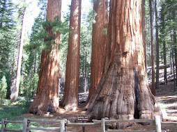 Un sequoia géant
