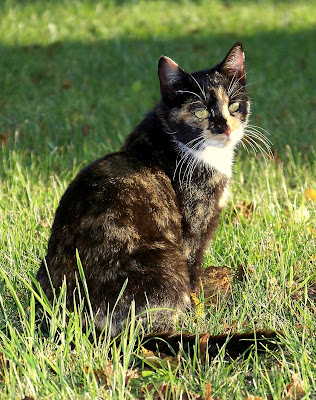 Did Isabella Soprano Work For Cathouse