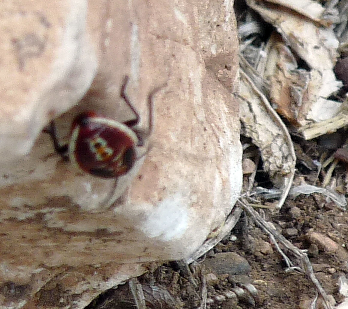 Wild and Wonderful: Eye-catching Insects (1): Fiery Red Colours in Greece