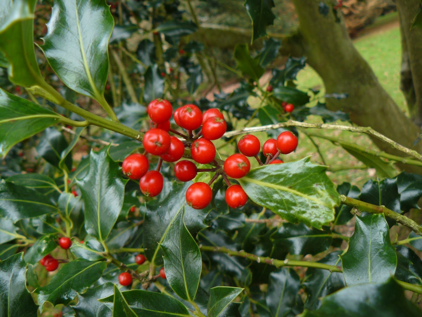 Wild and Wonderful Trees (1) Holly, a seasonal species
