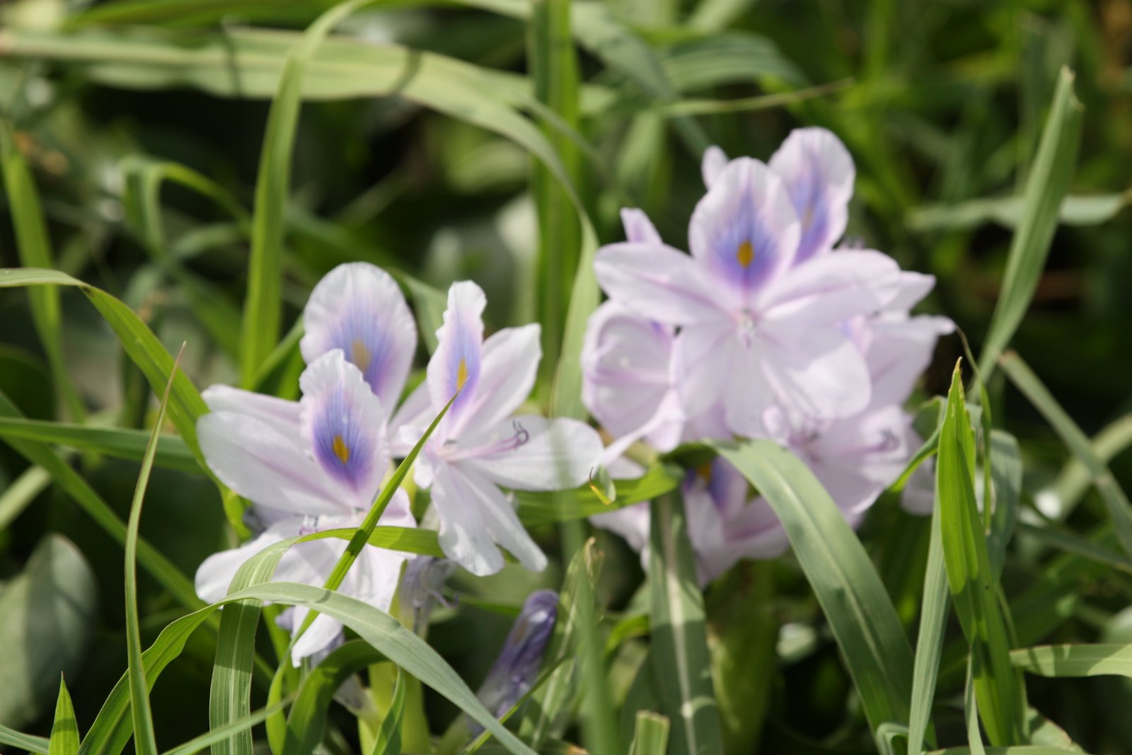 Plants in Egypt Marsh plants