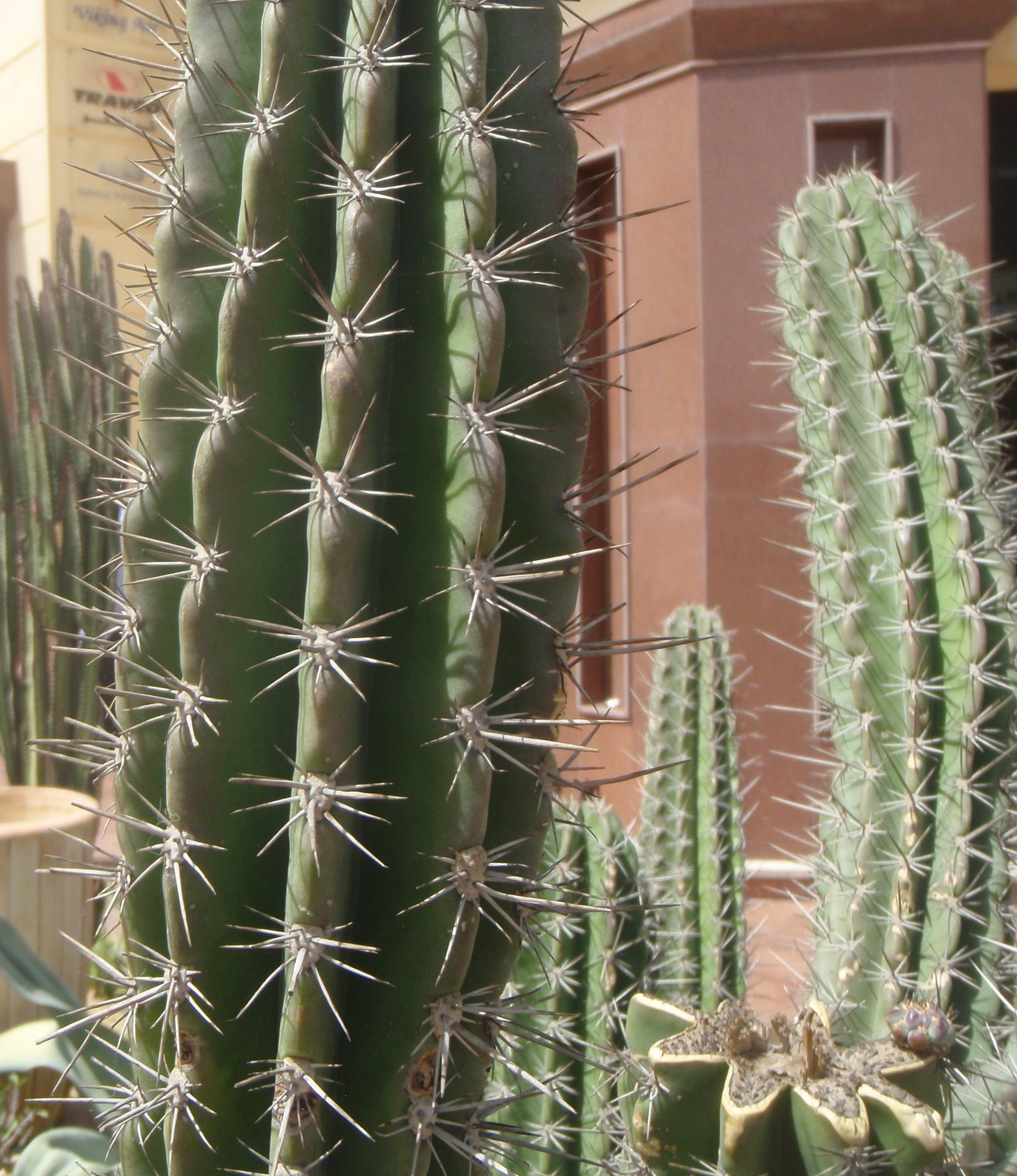 Plants in Egypt: Cacti