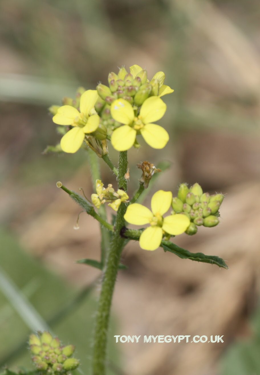Plants in Egypt plants of egypt