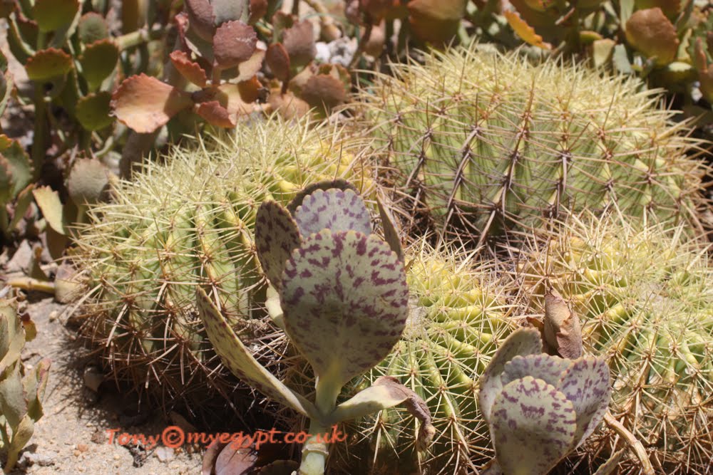 Plants in Egypt plants in May part 2