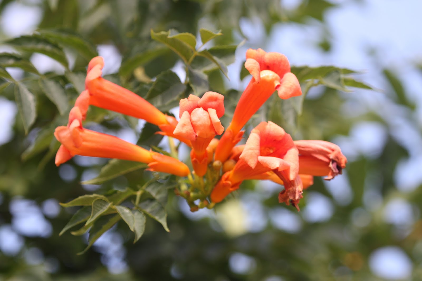 Plants in Egypt plants in Alexandria