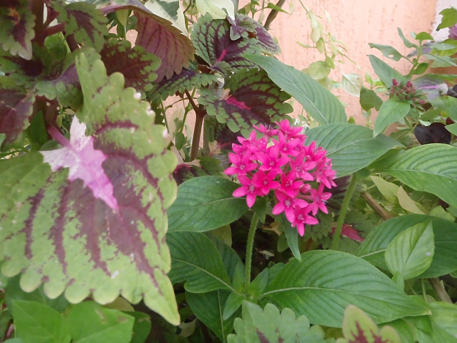 Plants in Egypt plants in Alexandria