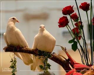 ���� ������� ط�&shy;ظ…ط§ظ�